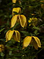 Clematis tangutica IMG_0980 Powojnik